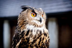 Proud Eagle Owl