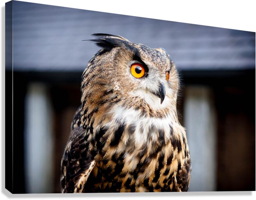 Proud Eagle Owl Canvas Print