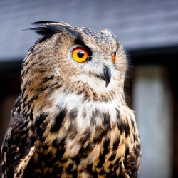 Proud Eagle Owl