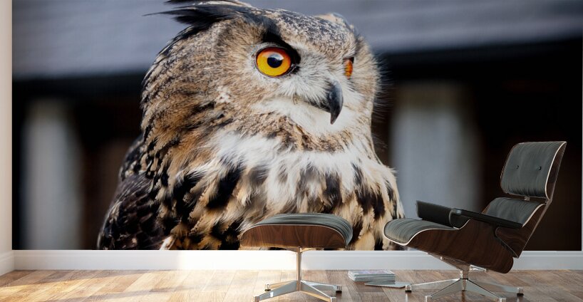 Proud Eagle Owl Wall Murals